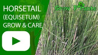 Horsetail Equisetum  growing and care [upl. by Elva943]