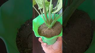 Arrowhead plant cuttings Grow gardenplants fast Grow  shots video nature [upl. by Feetal132]