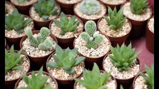 Cómo hacer un jardín en miniatura con plantas crasas  Bricomanía  Jardinatis [upl. by Dnalel]