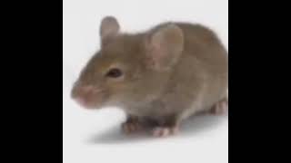 Rat meme [upl. by Breanne35]