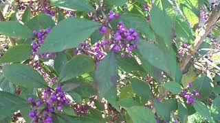 Callicarpa bodinieri var Profusion čes krásnoplodka Bodinierova [upl. by Aufmann]