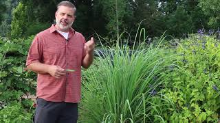 Lemon grass Cymbopogon citratus  Plant Identification [upl. by Mahgirb688]