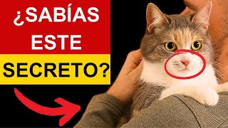 7 SECRETOS DE LOS GATOS CÓMO NOS CUIDAN SIN QUE NOS DAMOS CUENTA [upl. by Einnaoj]