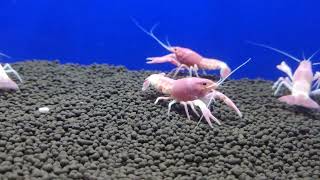 Pink Ghost crayfish aquaculture crayfish ghostfish lobster fish crustacean crawfish crab [upl. by Atirac161]