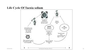 Taenia soliumPork tapeworm [upl. by Quinby]