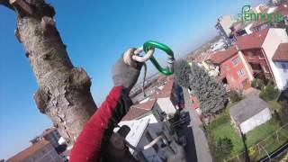 Abbattimento Controllato abete rosso  Vivai Pennone Alessandria  Tree Climbing [upl. by Weidar913]