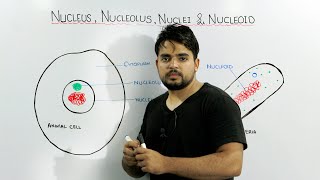 Nucleus Nucleolus Nuclei and Nucleoid concept [upl. by Alletniuq763]