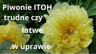 PIWONIE ITOH w moim ogrodzie  odmiany uprawa pielęgnacja [upl. by Lirret260]