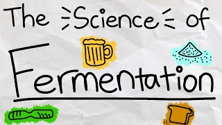 What is Fermentation and How Does it Work [upl. by Anawot]