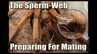 Male Tarantula Recharging Pedi Palps  The Sperm Web In HD Adult Male PreMating Behavior [upl. by Ashien]