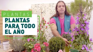 5 Plantas de exterior para todo el año  Plantas en VERDECORA [upl. by Yenots]