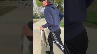 Running with a 10 lb rainbow trout to get a weight fishing at Cucamonga guasti 🤣 [upl. by Hsital]