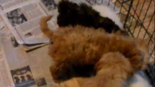 shichon Teddybear Puppies for sale in Michigan [upl. by Melba]