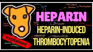 HeparinInduced thrombocytopenia HIT type I  II Pathogenesis Prevention Treatment [upl. by Ewold]