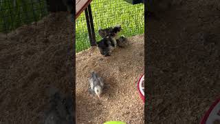 Bantam Cochin Chickens first time checking out their future coop countrymusic [upl. by Merce]