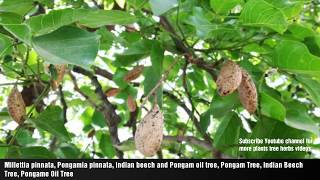 Millettia pinnata Pongamia pinnata Indian beech and Pongam oil tree Pongam Tree Indian Beech [upl. by Lucienne]