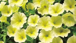 Production Tips for Growers Surfinia Petunias [upl. by Nivalc813]