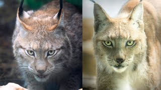 Bobcat Interesting Facts  Behavior  Habitat and Range  Physical Characteristics cats [upl. by Bourgeois337]