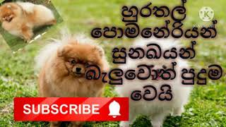 POMANERIYAN DOGS  SUBSCRIBE  SRI LANKA PETS LOVERS [upl. by Ninette280]