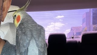 LAPetsCA is live Cockatiel Make Good Company [upl. by Zaremski565]