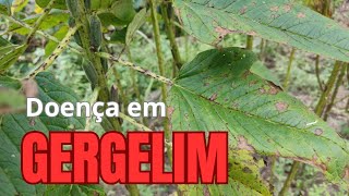 🌵 Doença em plantas de Gergelim Sesamum indicum [upl. by Anileve410]