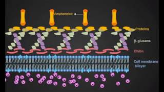 Amphotericin B animation [upl. by Gibbons]