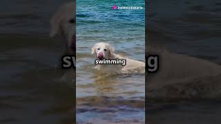 Why Labrador Retrievers Make the Best Pet cuteanimals dogs familydogs petlovers [upl. by Socha438]