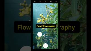 Flower Photography Idea at Home 🌷📱shorts photography [upl. by Yrojram]