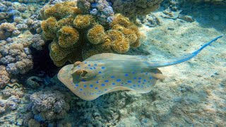 A Blue Spotted Sting Ray In An Aquarium [upl. by Keese691]