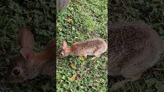 A Cottontail Family In Our Garden Part Four nature easterncottontail cottontail [upl. by Ahsimrac]