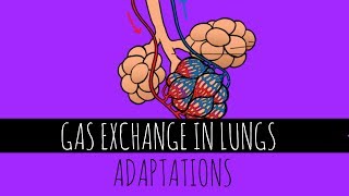 Gas Exchange In Lungs  Adaptations  GCSE Biology [upl. by Aleekahs]