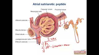 Atrial Natriuretic peptide ANP CVS physiology video part 12 from USMLE First Aid Step one [upl. by Nnyleitak486]