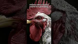 Chickens without feathers created through breeding [upl. by Phylis147]