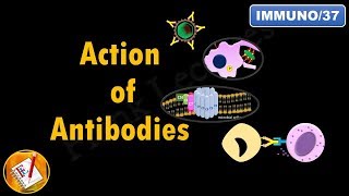 Action of Antibodies Neutralization Opsonization Complement Activation and ADCC FLImmuno37 [upl. by Edgard]