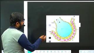 Breathing And Exchange of Gases  Class 11  Neet 2024  Crash Cource  Zoology [upl. by Eltsyek]