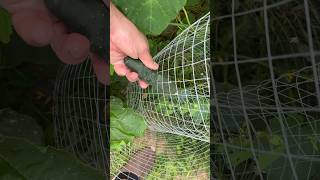 Les surprises du potager  Concombre tenace et tomates en pleine forme [upl. by Ettigirb434]