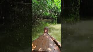 Pichavaram  Biggest mangrove forest [upl. by Anirok]