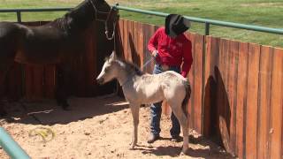 Foal Training Desensitizing Through Touch and Rub [upl. by Ayotak]