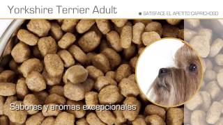 El Yorkshire Terrier – Razas caninas Royal Canin [upl. by Nujra900]