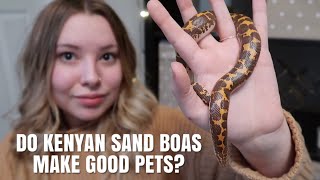 Do Kenyan Sand Boas Make Good Pet [upl. by Cooe]