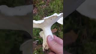 Found Sheep polypore in a Finnish forest [upl. by Rysler729]