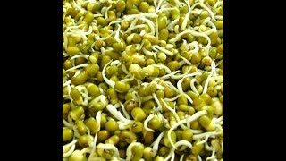 Sprouting and dehydrating mung beans [upl. by Oznohpla]