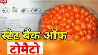 कांग्रेसियों ने Open किया State Bank Of Tomato जमा पर ब्याजखरीद पर मिलेगा Loan [upl. by Ellett741]