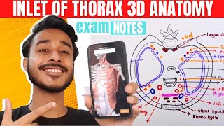 Thoracic Inlet Anatomy 3D  Inlets of thorax anatomy  Superior Thoracic Aperture Anatomy [upl. by Thornton287]