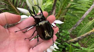 Beautiful Chalcosoma Male [upl. by Studnia606]