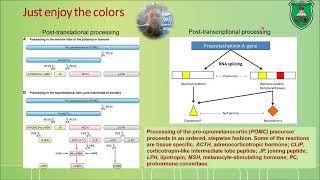 Biochemistry of neurotransmitters 2024 COMPLETE [upl. by Eyatnod]