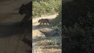 Tiger so close😮🐅 subscribe Karna na bhule😊 corbettnationalpark ❤️ [upl. by Ilise208]