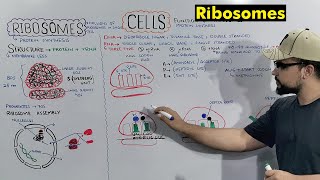 Ribosomes Protein Making Factory Structure and Function of Ribosomes Detailed Series [upl. by Savadove791]