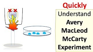 Avery MacLeod McCarty experiment [upl. by Gayelord]