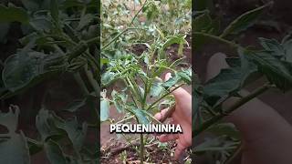 Poda no tomateiro parte 1 agro agronomia horticulture hortaliças tomate hortaemcasa [upl. by Sheedy]